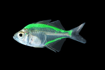  Aquarium fish, colorful fish isolate on black (Siames glassfish )