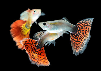 Fototapeta premium Guppy fish isolated on black background (Poecilia reticulata)