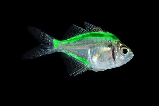 Painted glass top fish care