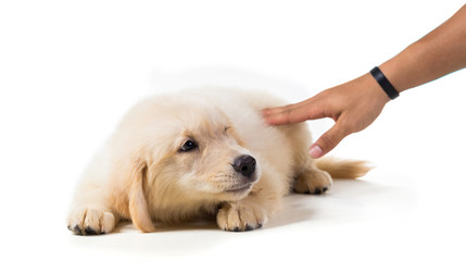 Cute Golden Retriever Puppy isolate on white background.