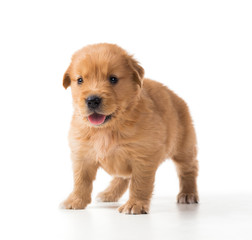 Fototapeta premium Cute Golden Retriever Puppy isolate on white background.