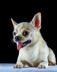 portrait of a chihuahua on a black background