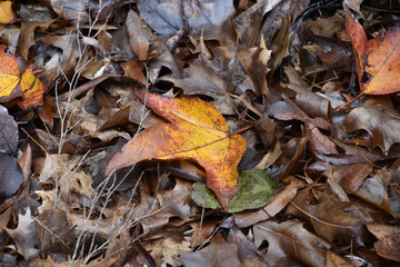 autumn leaves on the ground