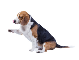 beagle dog isolated on white background