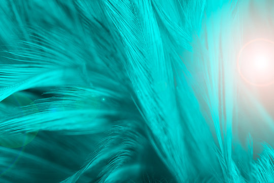 Beautiful green turquoise vintage color trends feather texture background with orange light 
