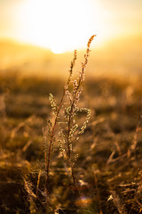 Fototapeta premium field of wheat