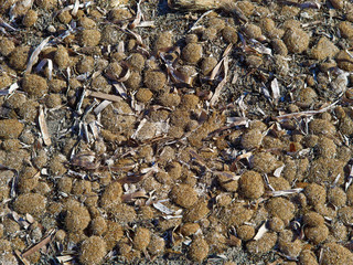 Dry seaweed on the beach