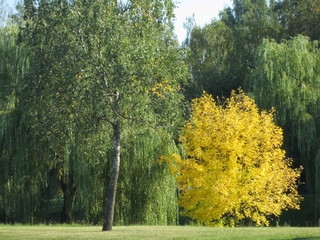 Lonely tree with yellow foliage