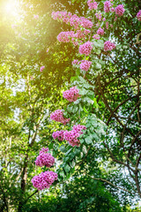 Fototapeta premium Beautiful purple bougainvillea
