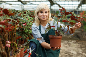 Mature female florist in apron working with begonia plants in pots