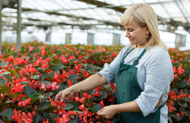 Mature female florist in apron working with begonia plants in hothouse