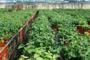 Seedlings of euphorbia pulcherrima and poinsettia pulcherrima  growing in pots