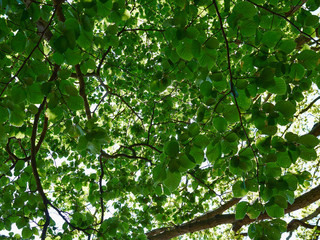 Big forest garden trees nature green wood