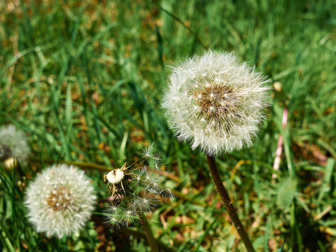 Dandelion seeds in a green field