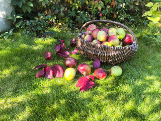 Apples in a basket on the grass. Autumn harvesting concept