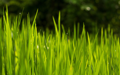Green Grass rise field, light green background