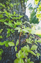 The fresh green little tree branches growing out of the bark. 