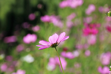 コスモス