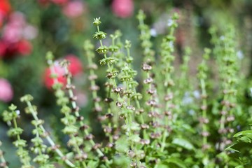 basil in seed