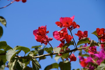 bougainvillea flowers