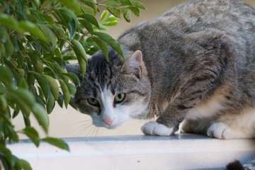 playful cat on fence