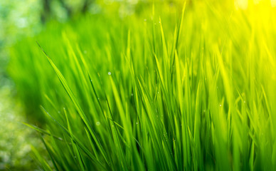 Green Background, Green Grass, Green Leaf