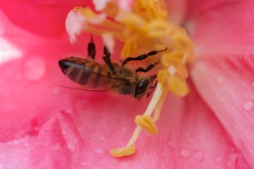 bee on camellia flower