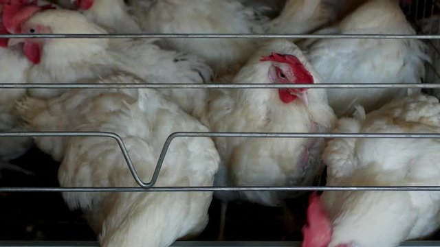 Poultry farm for breeding chickens and eggs, chickens pecking feed, close-up, factory hens, broilers
