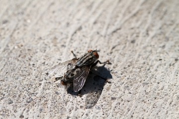 fly on concrete