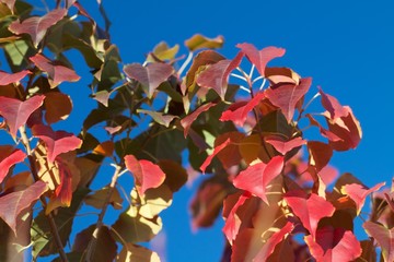 sapium leaves