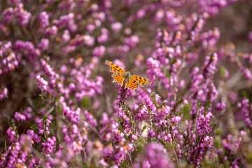 Comma Butterfly on heather