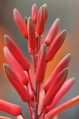 closeup of a flower