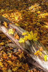 Autumn leaves on a log in the forest