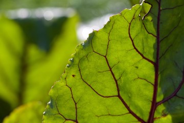 beetroot leaf