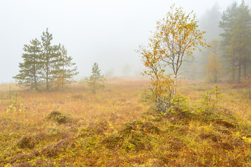 Bog landscape in autumn mist