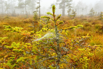 Spruce with dew in spider webs