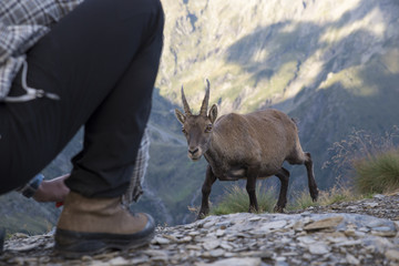Wild animal approaching a human with caution