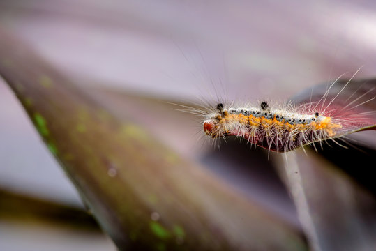 fluffy caterpillar macro insect