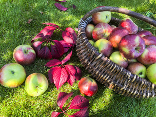 Apples in a basket on the grass. Autumn harvesting concept