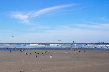 Fototapeta na wymiar Coastal Ocean Beach Blue Sky Clouds Reflections and Sea Birds 