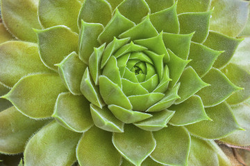 Fototapeta premium bright green succulent rosettes close-up