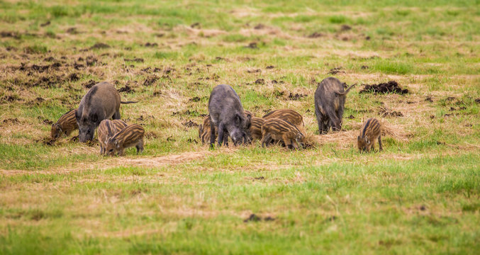 viele Wildschweine fressen auf einer Wiese © Rainer Fuhrmann