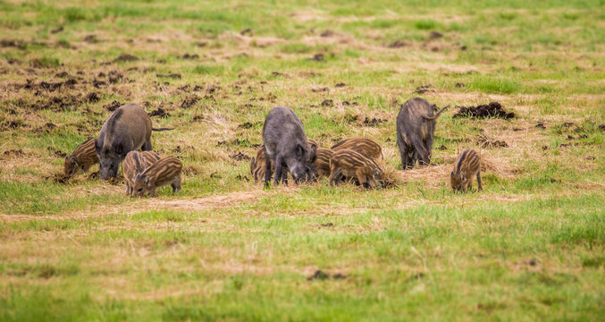viele Wildschweine fressen auf einer Wiese