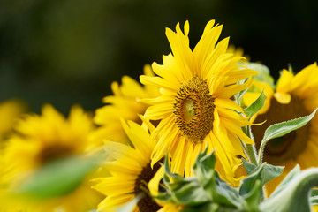 Fototapeta premium Sonnenblumen