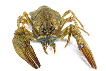 Live river crayfish close-up. Do not insulate.