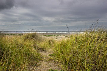 Sea Grass Coastal Beach Path with Cloudy Sky