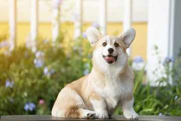 Corgi dog on the grass in summer sunny day