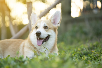 Corgi dog on the grass in summer sunny day