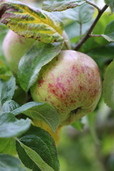 apple on tree