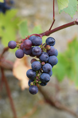 Juicy red grapes on the vine